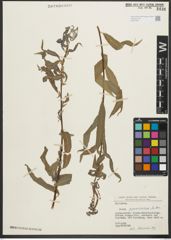 Foto von Salix pycnostachya Andersson